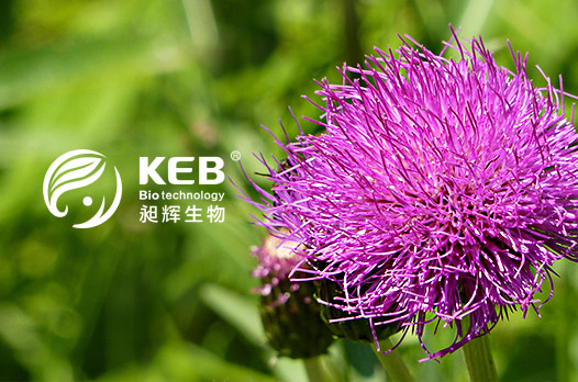 博樂虎網(wǎng)站設(shè)計(jì)制作公司優(yōu)秀合作案例_網(wǎng)站設(shè)計(jì)_國(guó)內(nèi)網(wǎng)站制作優(yōu)秀案例_合作公司：昶輝生物